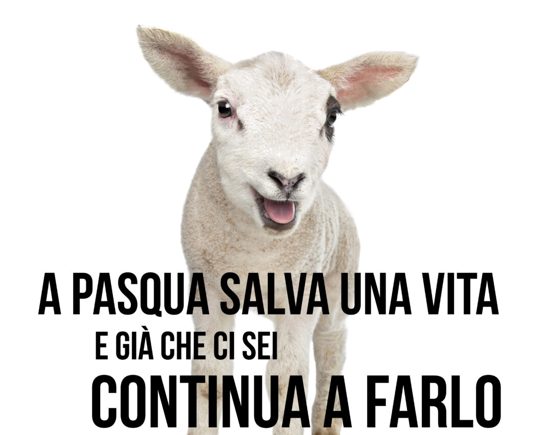 'A Pasqua salva una vita', appello Oipa per gli agnelli