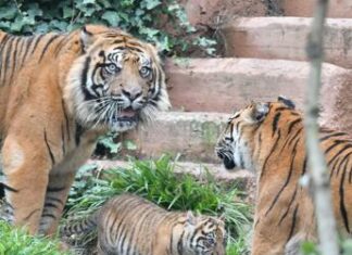 Animali, per la prima volta il Bioparco di Roma mostra la tigrotta Kala