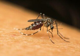 Dengue, la zanzara tigre si risveglia. “Priorità combatterla ora”