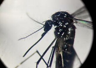 Dengue, record di casi nelle Americhe: “Oltre 3 milioni da inizio anno”