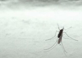 Dengue, vernice anti-zanzare per stop epidemia