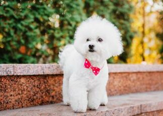 Guida alla scelta dell’allevamento ideale per barboncini toy con pedigree