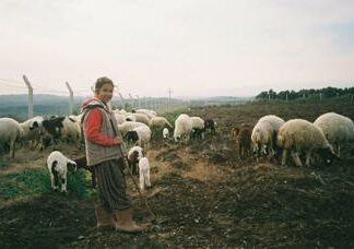 La silvo-pastorizia per combattere il riscaldamento globale