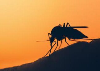 La storia: “Infettata da Dengue a Roma, ho capito cosa significa febbre spacca ossa”