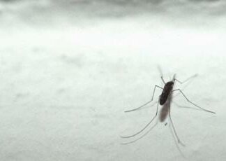 Malaria tornerà in Italia? L’esperto: “No allarme ma guardia alta”
