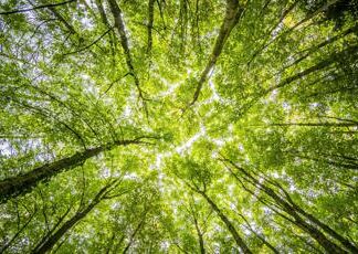 Piantare alberi nel modo giusto, la scienza in soccorso del policy-making