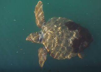 Zanzibar, mangiano carne di tartaruga: 9 morti