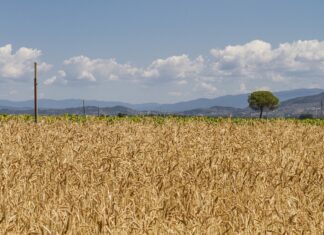 Economia rurale, dieci milioni per rigenerazione delle comunità Economia rurale, dieci milioni per rigenerazione delle comunità