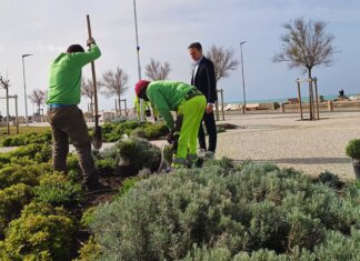 A Pisa nuovi alberi sul litorale: “Grande impegno per futuro” A Pisa nuovi alberi sul litorale: "Grande impegno per futuro"
