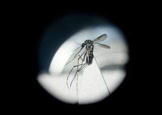 Aumentano i casi di Dengue in Italia, gli esperti: “Agire ora”