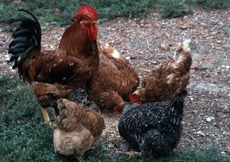Aviaria, Andreoni: “Rischio è H5N1 nei maiali, così passaggio a uomo più facile”