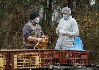 Aviaria e rischio pandemia, Usa al lavoro per strategie e vaccini