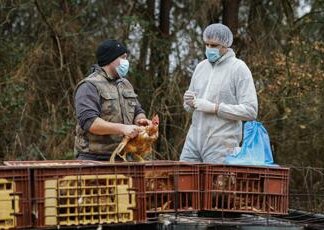 Aviaria, scienziato Usa: “Probabili altri casi umani non diagnosticati”