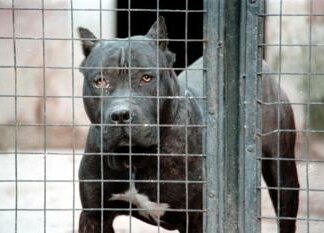 Bimbo ucciso dai pitbull, veterinario: “Non ci sono cani killer ma cattiva gestione sì”