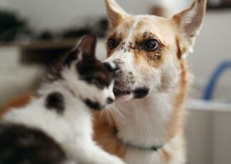 Cani e gatti possono trasmettere superbatteri ai proprietari: lo studio