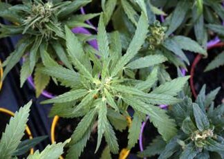 Cannabis, l’esperto: “Legalizzarla aumenta del 25% consumo in under 18”