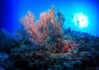 Clima, Wwf: “Ridurre stress su barriere coralline ed emissioni gas serra”