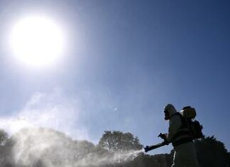 Dengue, coppia contagiata in Umbria: “Avevano fatto un viaggio all’estero”