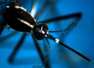 Dengue, in Italia 117 casi nel 2024: concentrati in Veneto, Lazio e Lombardia