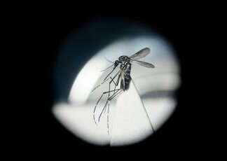 Dengue in Italia, da studio ‘bussola’ per prevenire possibili focolai