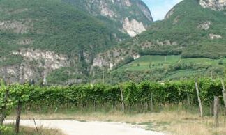 Ismea, comparto vitivinicolo vale un terzo del mercato assicurativo agricolo agevolato