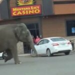 Montana, elefante scappa dal circo: traffico bloccato per le strade di Butte – Video