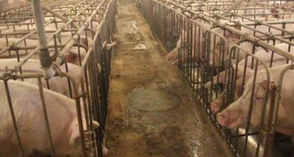 Peste Suina, Martinelli (Assosuini): “Se crolla export a rischio settore prosciutto made in Italy”