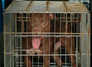 Vercelli, bimbo di 5 mesi ucciso dal pitbull di famiglia