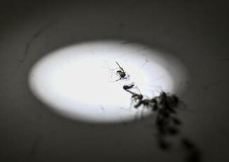 Zanzara della malaria in Italia dopo oltre 50 anni: la scoperta in Puglia