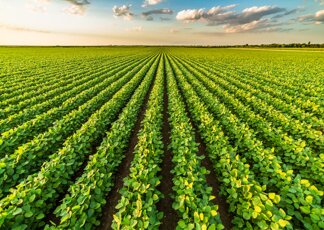 Agricoltura, Syngenta: “Il futuro è nel suolo, si deve salvaguardare”