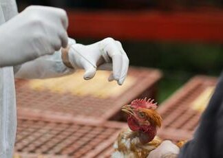 “Antivirali, vaccini e vigile attesa”, così ci si prepara a rischio pandemia aviaria
