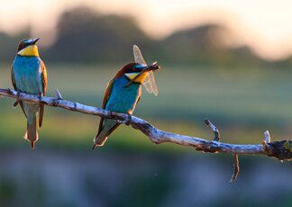 Giornata Mondiale della Biodiversità, “essere parte del piano” per il futuro del pianeta