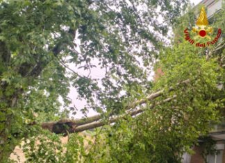 Maltempo a Roma, albero cade e finisce su palazzo: evacuati 3 appartamenti