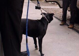 Milano, bimbo di 10 anni attaccato da pitbull di famiglia