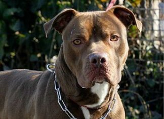 Pitbull pericolosi? Veterinari: “Serve obbligo patentino”