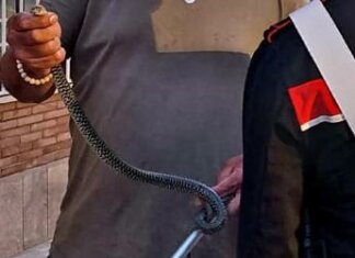 Roma, trovato serpente negli spogliatoi del personale di una clinica