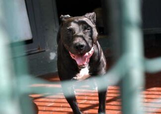 Vercelli, bimbo di 5 mesi ucciso da pitbull: Procura apre fascicolo