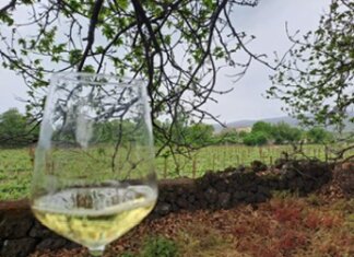 Vino, per la Sicilia il 2023 annata performante nonostante calo produttivo