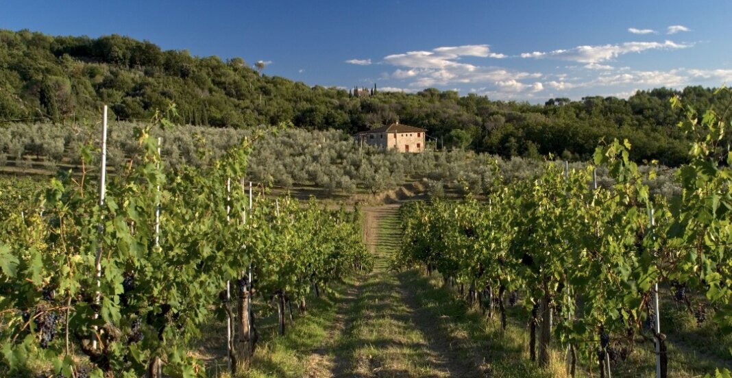 Dieci milioni per vino toscano, bando promozione extra UE