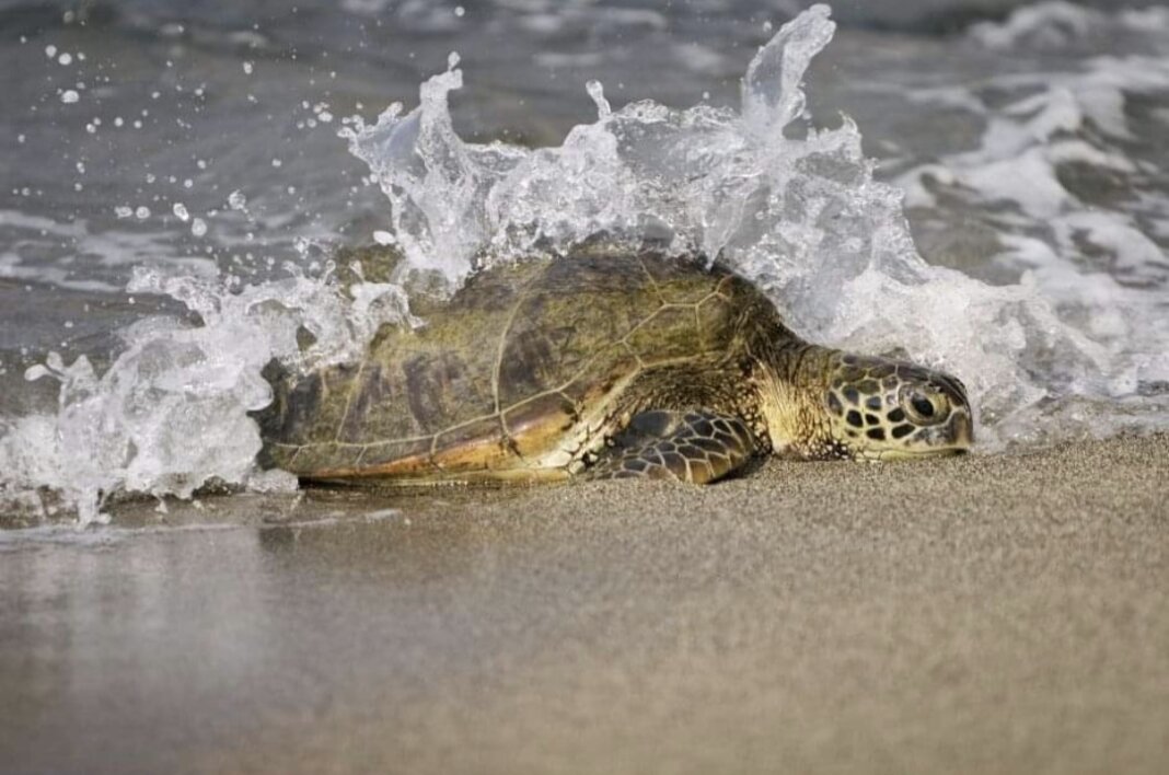 Sole torna in mare, tartaruga riparte da Marina di Grosseto
