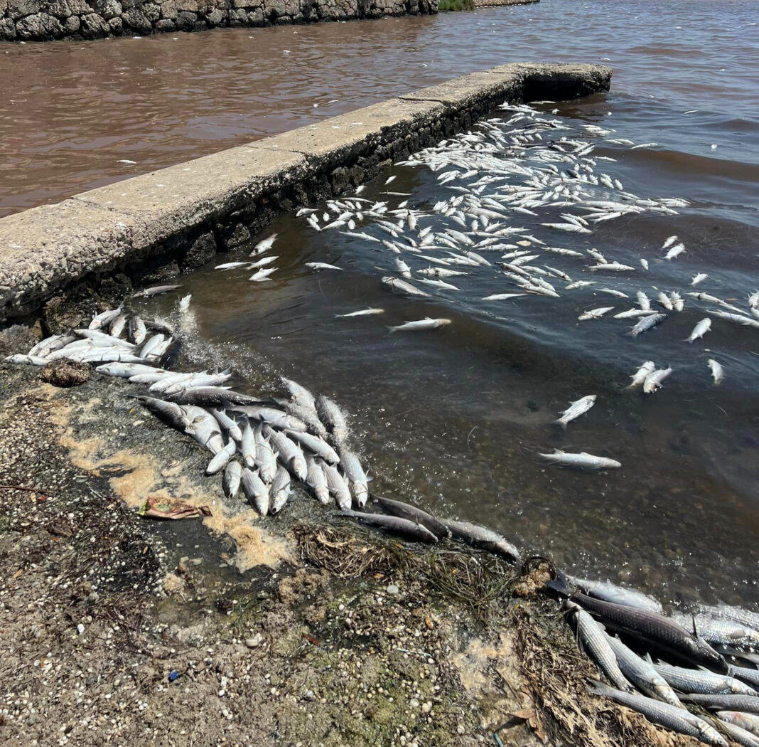 Laguna Orbetello, un milione da Regione. Sindaco: 