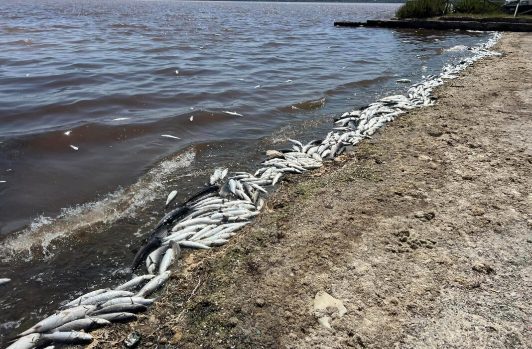 Laguna Orbetello, strage pesci. Sindaco convoca Coc. Pd: 