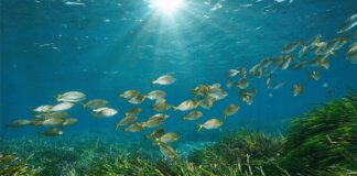 Un virus marino può infettare l’occhio dell’uomo, in uno studio la scoperta sul possibile salto di specie