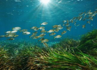 Un virus marino può infettare l’occhio dell’uomo, in uno studio la scoperta sul possibile salto di specie