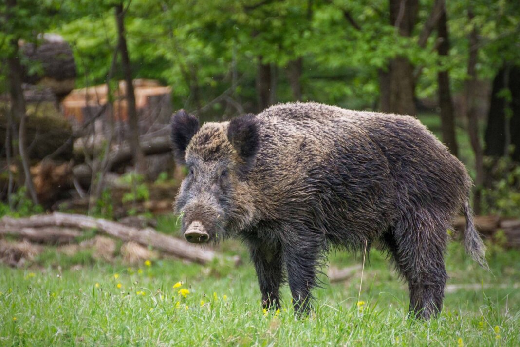 Un esemplare di cinghiale