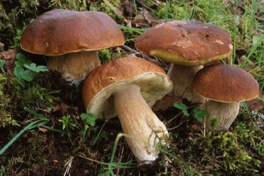 funghi