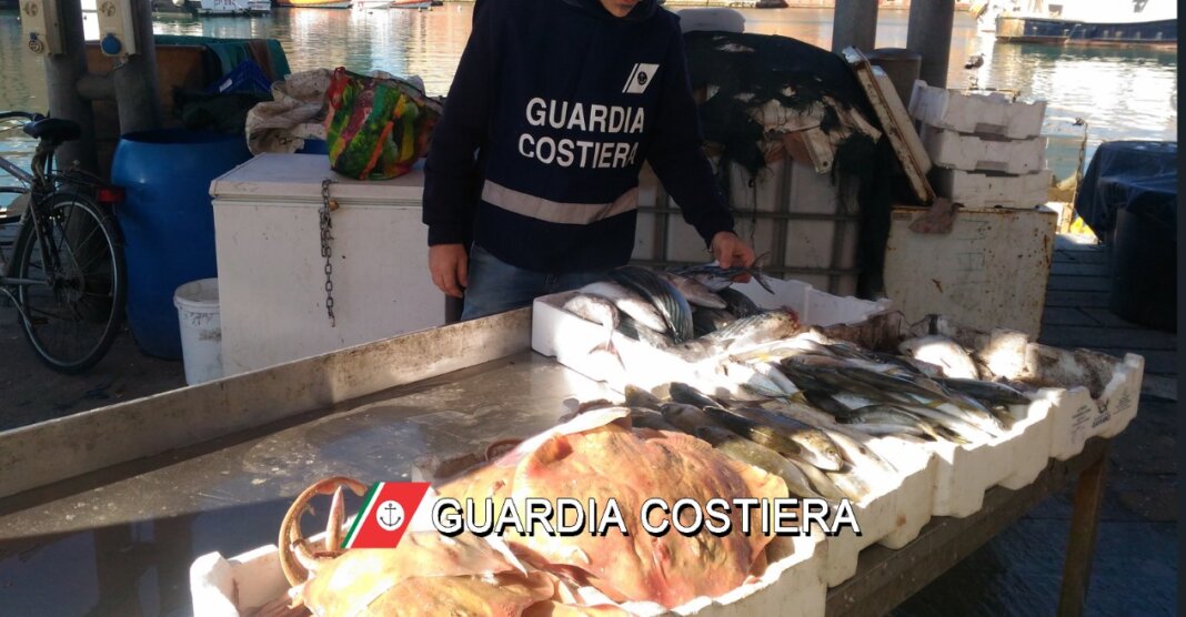 Fra il pesce venduto abusivamente anche tonni sottomisura, sanzionato un venditore (foto Guardia Costiera)