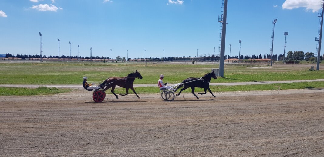 Cavallo cade all'ippodromo: abbattuto Final World Bi a Follonica