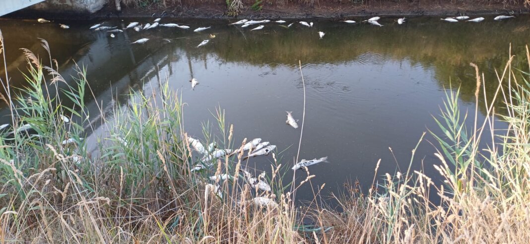 Capalbio dopo Orbetello: strage pesci in lago Burano oasi Wwf