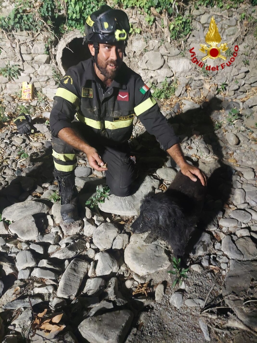 Cane salvato dai vigili del fuoco in provincia di Prato